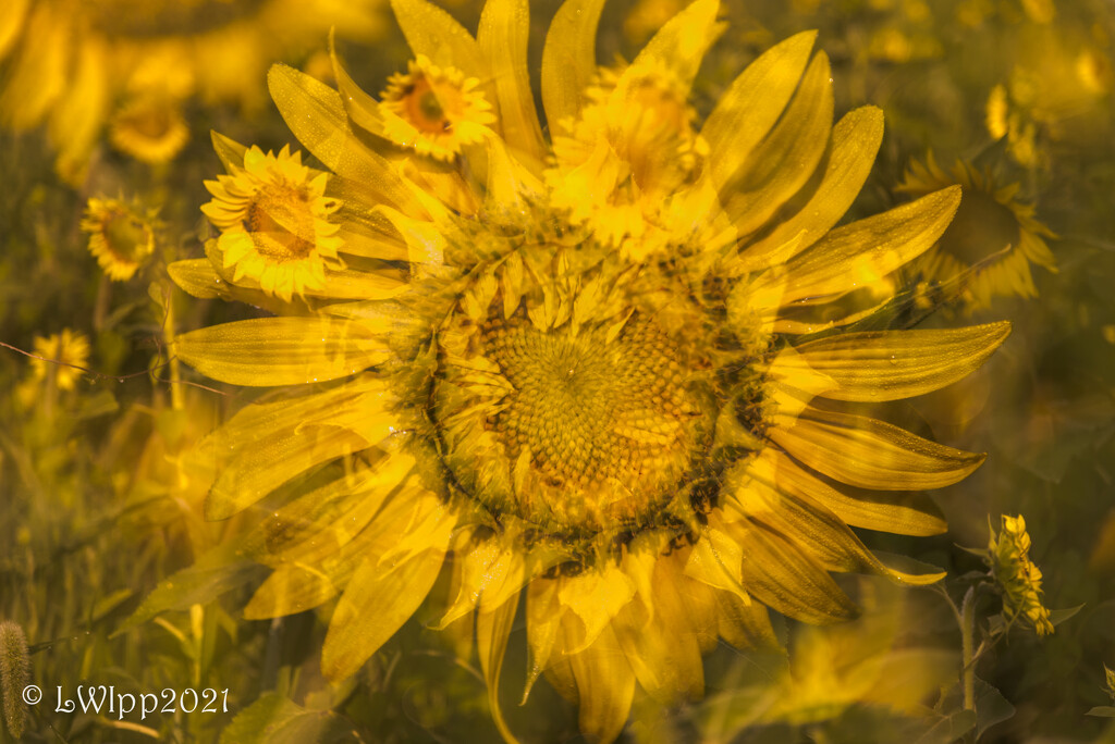 Sunflower Dreams by lesip