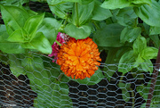 23rd Jul 2021 - Giant zinnia 01