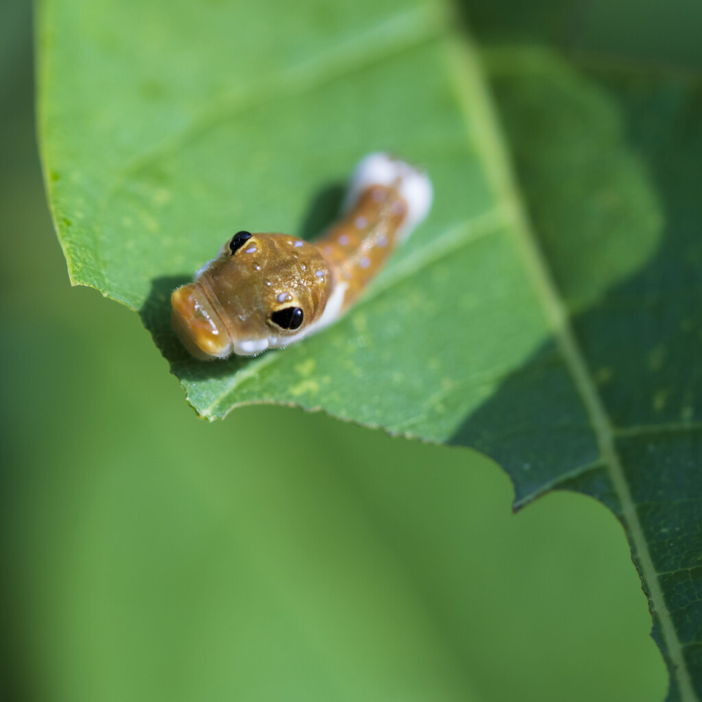 Spicebush Swallowtail Caterpillar by kvphoto