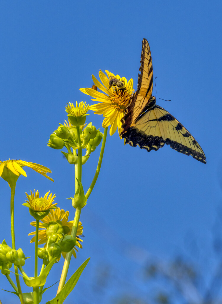 Tiger Swallowtail by kvphoto