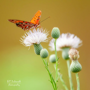23rd Jul 2021 - Gulf Fritillary Butterfly