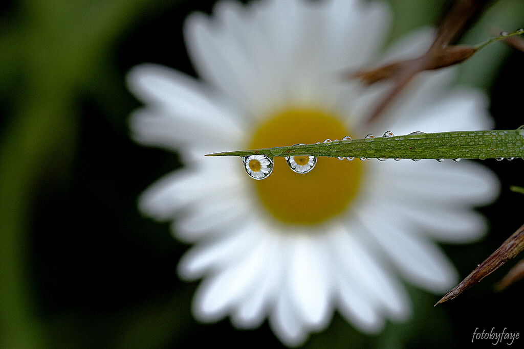A daisy with daisy eyes ... :) by fayefaye