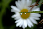23rd Jul 2021 - A daisy with daisy eyes ... :)