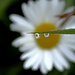 A daisy with daisy eyes ... :) by fayefaye