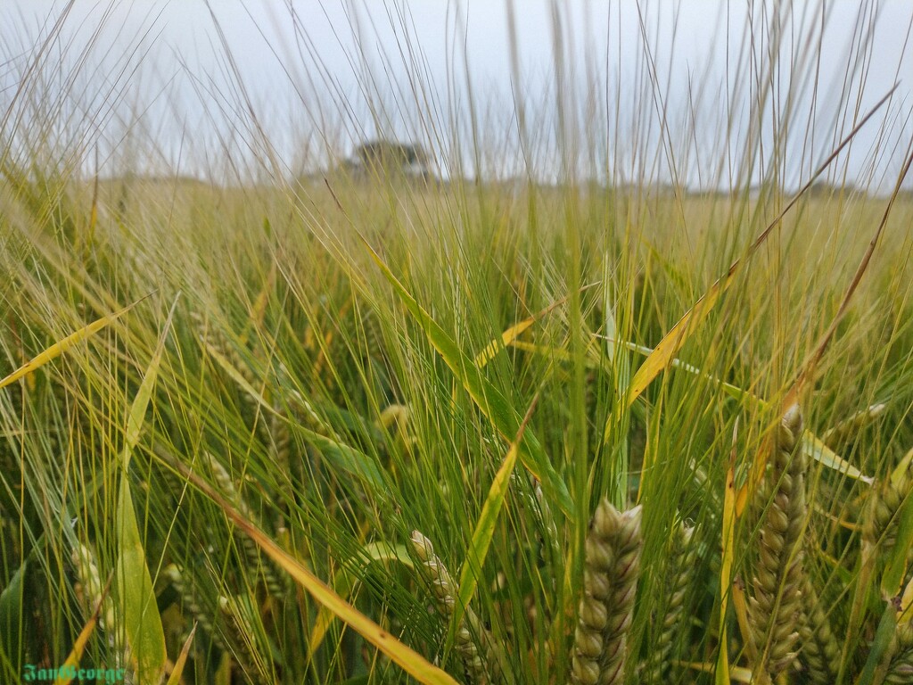 Walking Through the Barley by nodrognai