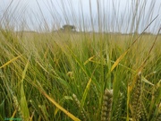 23rd Jul 2021 - Walking Through the Barley