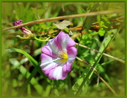 23rd Jul 2021 - Hedge bindweed, also known as pisspot (Calystegia sepum)