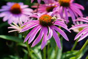 23rd Jul 2021 - Coneflowers and Bee