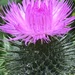 Thistle by jab