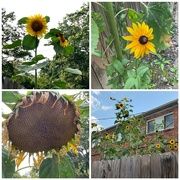 24th Jul 2021 - Sunflowers, Young and Old