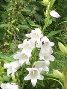 23rd Jul 2021 - White flower