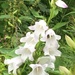 White flower by jab
