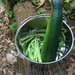 The hidden zucchini by margonaut