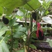 Tiny eggplants by margonaut