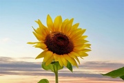 22nd Jul 2021 - Sunflower 