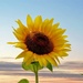 Sunflower  by randy23