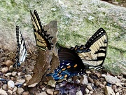 21st Jul 2021 - Cluster of Butterflies 