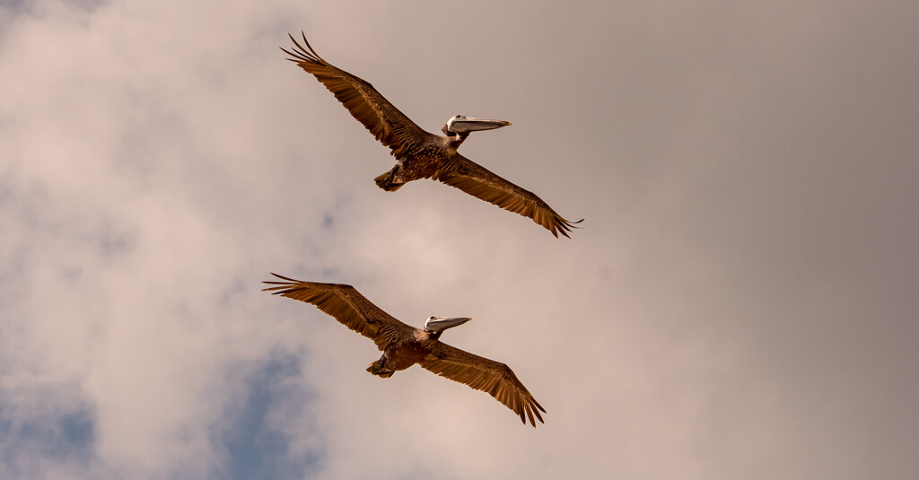 Pelican Fly By! by rickster549