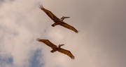 23rd Jul 2021 - Pelican Fly By!