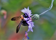 22nd Jul 2021 - The Little Flower & The Bee