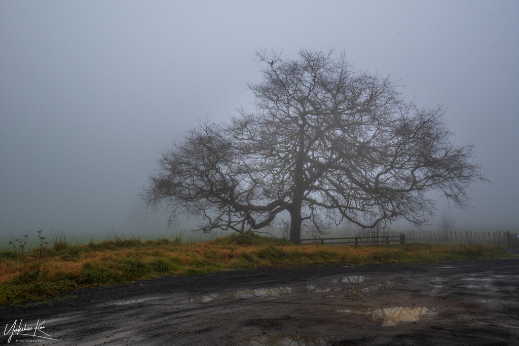 Winter Fog by yorkshirekiwi
