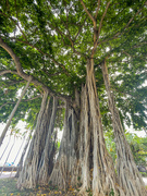 23rd Jul 2021 - Banyan Tree