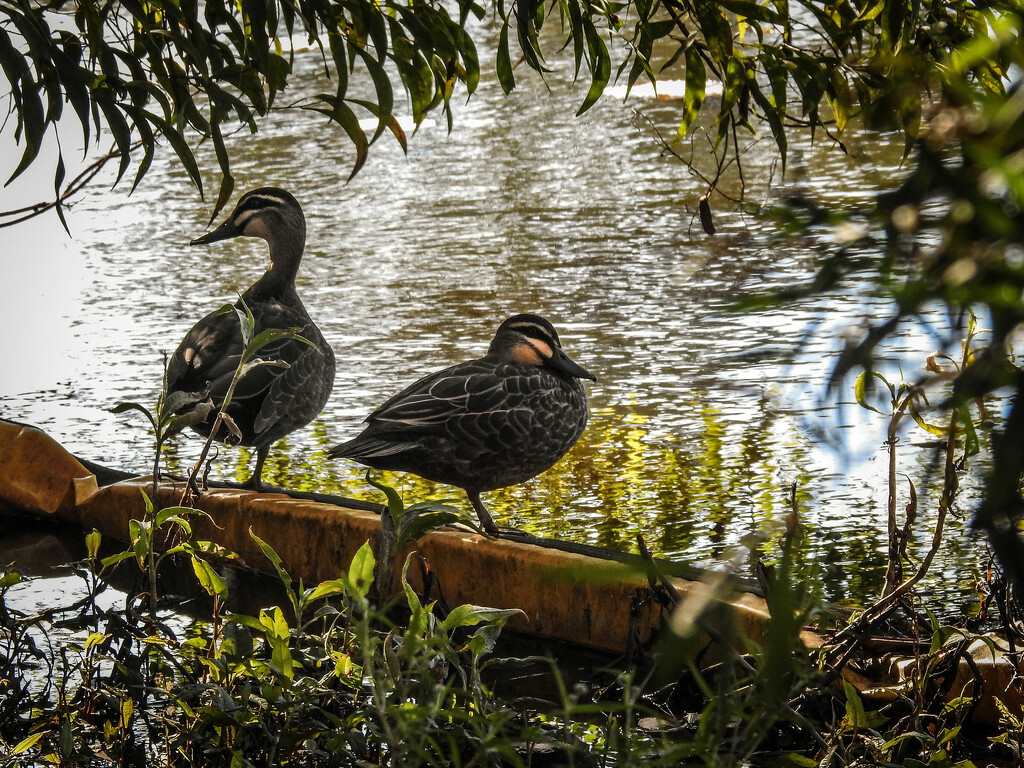 Ducks at the Lilyponds by jeneurell