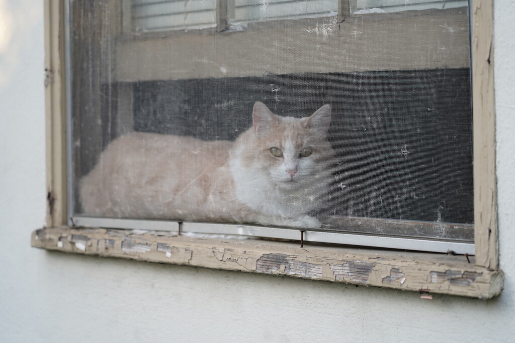 Cat on window sill by acolyte