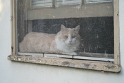 22nd Jul 2021 - Cat on window sill