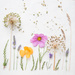 Flowers by newbank