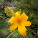 Summer ..Orange day lily by 365projectorgjoworboys