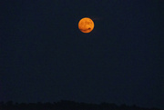 24th Jul 2021 - Orange Buck Moon