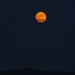 Orange Buck Moon by k9photo