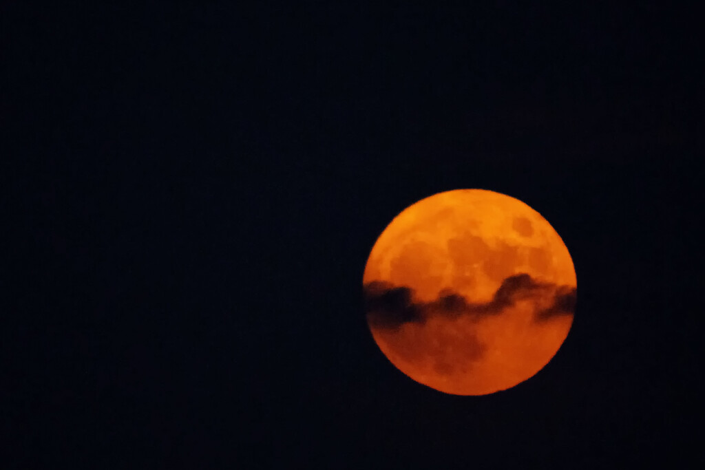Buck Moon by kvphoto