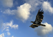 24th Jul 2021 - Juvenile Eagle Flying in the Morning Light 