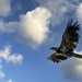 Juvenile Eagle Flying in the Morning Light  by jgpittenger