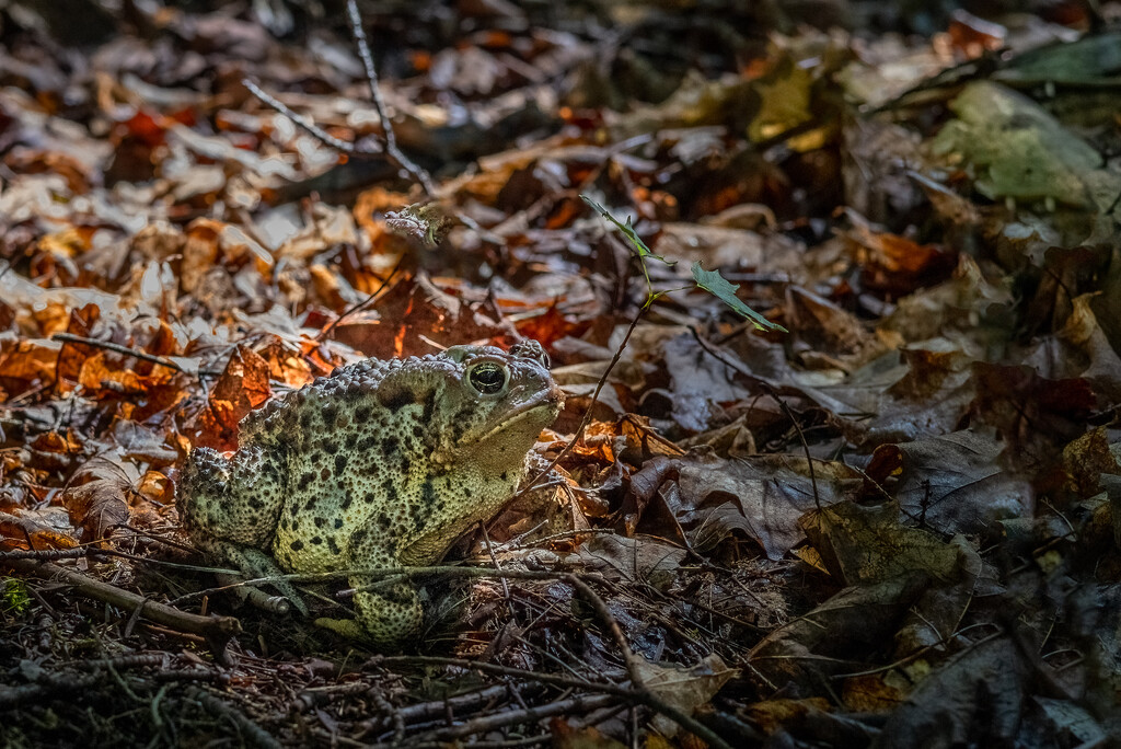 The Bullfrog in the Woods by jyokota