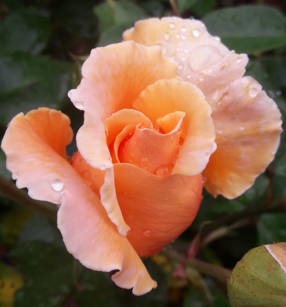 Rose garden cliveden by carleenparker
