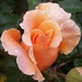 Rose garden cliveden by carleenparker