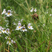 Eyebright by lifeat60degrees