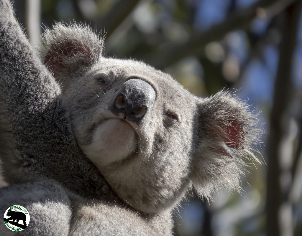 puny humans by koalagardens