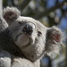 puny humans by koalagardens