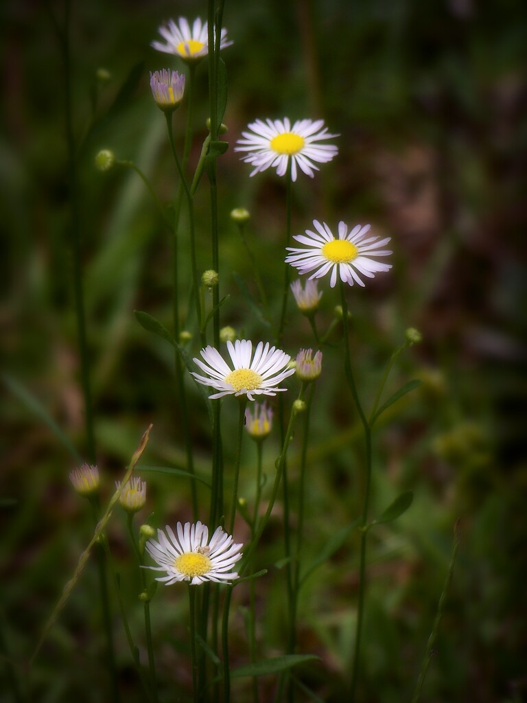 Sweet little fleabane... by marlboromaam