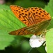 Silver-washed Fritillary by julienne1