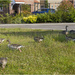 Grazing Geese by pcoulson