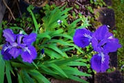 25th Jul 2021 -  More Iris .. A Fourth Flowering ~  