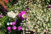 24th Jul 2021 - Mixed flowers in a Dianthus flower field border.