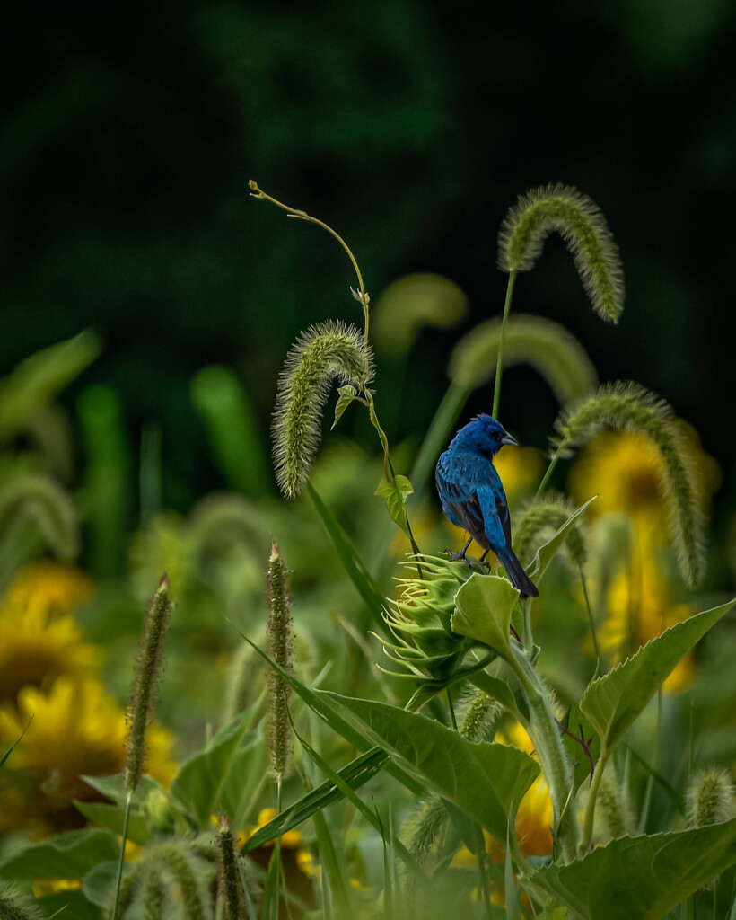 Indigo Bunting  by marylandgirl58