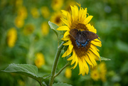 24th Jul 2021 - Swallowtail Butterfly and Sunflower