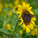 Swallowtail Butterfly and Sunflower by marylandgirl58
